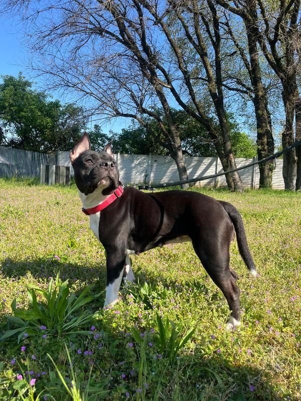 ZARA PIT CERCA CASA  Foto 4